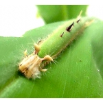 Caligo atreus 10 eggs or 7 larvae according to availability